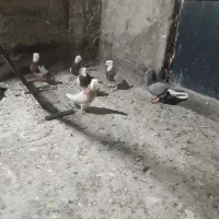 کفتر