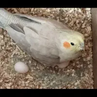 از قفس پریده برنگشته