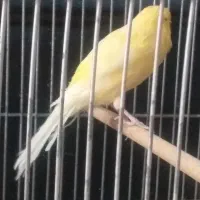 قناری ماده بلندکارداده جوجه دوست