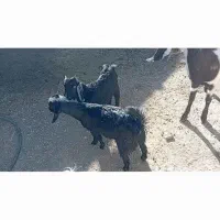 دوعدد کهره نر