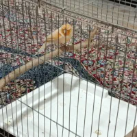 قناری نر سرمیکی|پرنده|کرمان, |دیوار