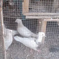 سلام تعدادی کبوتر هم پرش وهم پور