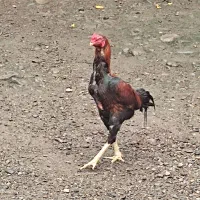 مرغ و خروس