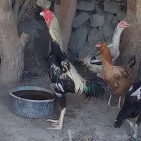 جوجه