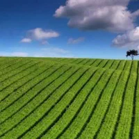 زمین-کشاورزی-باغی