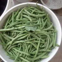 لوبیاسبز محلی امروز،قیطونی و ترد. غرق آباد
