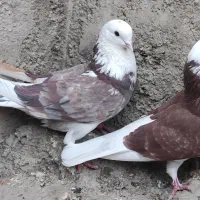 چن جفت پاجفتی ب علت دعوا|پرنده|بهارستان, |دیوار