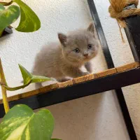 بچه گربه بریتیش رنگ لیلاک موقعیت شیراز