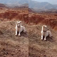 واگذاری توله سگ