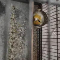 سهره قناری لر بخون