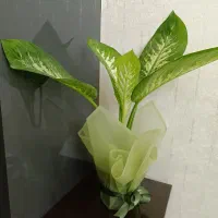گل دیفن باخیا