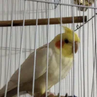 عروس هلندی|پرنده|مشگین شهر, |دیوار