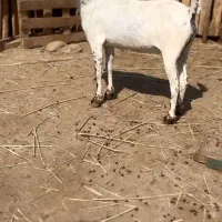 گوسفند و ثلال|حیوانات مزرعه|هندیجان, |دیوار