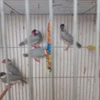 فنچ نرگسی سیلور