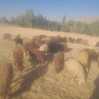 حیوانات مزرعه|حیوانات مزرعه|دهگلان, |دیوار