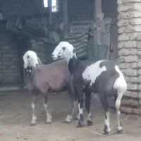 توقلی ماده پلنگی