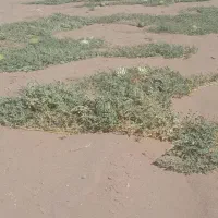 هندوانه دارو دیم