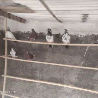 کبوتر اصیل کاشان