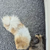 سگ پامرگمشده