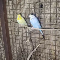 طوطی مرغ عشق|پرنده|نورآباد ممسنی, |دیوار