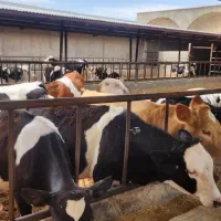 گوساله ماده جنس