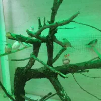 جفت فنج مولد و جوجه ها