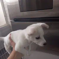 سگ پامر|سگ|صباشهر, |دیوار