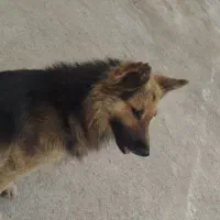 سگ باهوش