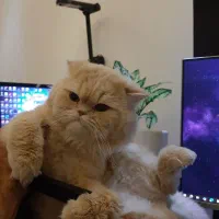 گربه اسکاتیش نر