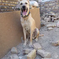 سگ نگهبان و گله زاد دار