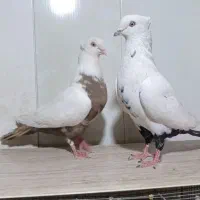 جفت دمبی