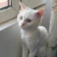 گربه|گربه|مهاباد (آذربایجان غربی), |دیوار