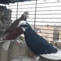 کفتر|پرنده|قم, شاد قلی|دیوار