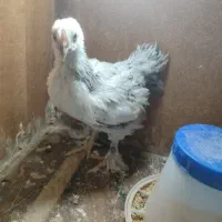 جوجه برهما
