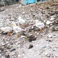 جوجه اوشاموالمانی شهردلند