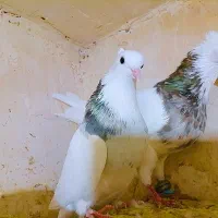 طوقی  هفترنگ کفتر کبوتر رنگه المانی کاکلی سوسکی|پرنده|تربت‌حیدریه, ترمینال|دیوار