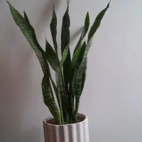 گل سانسوریا شمشیری