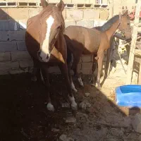 مادیان با کره