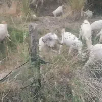 بز آبستن نژاد رایینی|حیوانات مزرعه|رابر, |دیوار