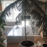 گلهای تزئئنی درسه نوع