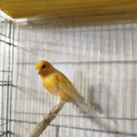 قناری نر و ماده|پرنده|قرچک, باقرآباد|دیوار