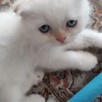 اسکاتیش
