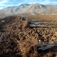 نهال تظمینی اسرایلی|خدمات باغبانی و درختکاری|همدان, |دیوار