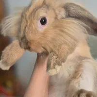 خرگوش لوپ اصیل|موش و خرگوش|دزفول, |دیوار