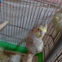 عروس هلندی شش ماهه