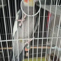 عروس هلندی نر بالغ|پرنده|پاکدشت, پاکدشت (مامازند)|دیوار