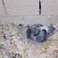 کود کبوتر دارم  8تا کیسه میشه