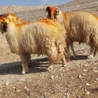 ۳ راس قورچ داشتی