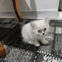 گربه پرشین|گربه|گنبد کاووس, |دیوار