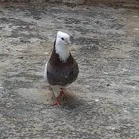 کبوترطوقی هفت رنگ عطیقه باجوجه